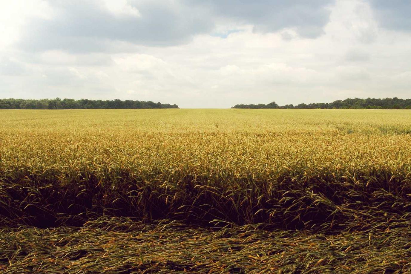 Non non id et qui sapiente est
